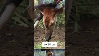 Okapi  An interesting combination animals wildlife [upl. by Sawtelle]