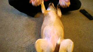 How to do Dog Yoga with your Dog [upl. by Ennirak]