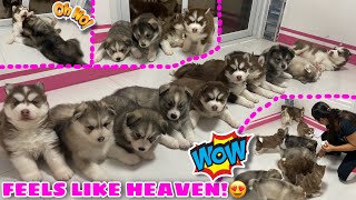 10 Puppies In 1 Room CHALLENGE  NAGKAGULO NA  VLOGMAS ‘22 DAY 3  Husky Pack TV [upl. by Omixam877]