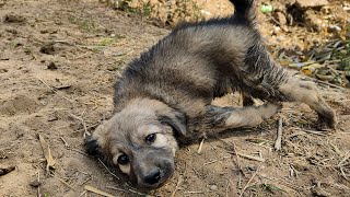 Adorable Stray Puppy Rescued Having Deformed the Front Side Legs [upl. by Munro533]