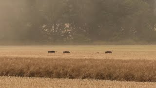 Erntejagd auf Sauen am Raps  Jagdkrone [upl. by Osrick662]