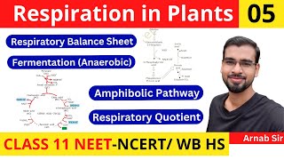 Respiration in Plants 05  Respiratory Balance Sheet  Amphibolic Pathway  Fermentation  Quotient [upl. by Sura438]