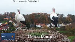 2024 11 07 Storchennest Röttenbach Guten Morgen nun sind beide Röttis anwesend 🤣🤣🤣🤣 [upl. by Adev]