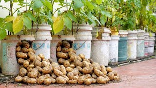 Great ways to grow potatoes at home easily and with lots of tubers [upl. by Touber950]