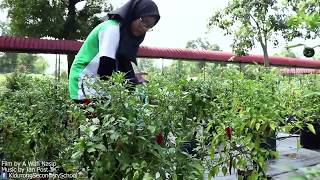 SMK Kidurong  Projek Cili Fertigasi Kelab Usahawan Muda [upl. by Omle]