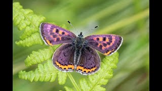 Violet Copper  Blauschillender Feuerfalter  Cuivre de la bistorte  Lycaena helle 2m20 [upl. by Seedman]