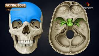 Anatomy of Frontal Bone  Animated Osteology  MBBS 1st year [upl. by Ahseinad]