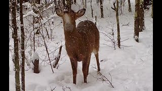 Capturing Marylands Wild Side January Trail Cam Footage [upl. by Nedrud]