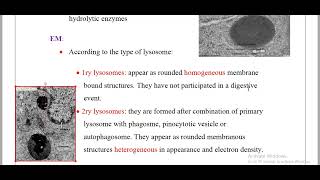 lysosomeamp Peroxisomes Histology [upl. by Aletsirc]