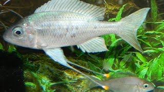 Opthalmotilapia Ventralis Chituta F1 Trio 1M2F [upl. by Meggs256]