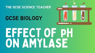 GCSE Biology Lesson 5 Effect of pH on Amylase Activity Required Practical [upl. by Harts113]