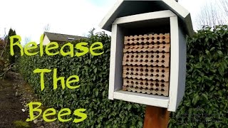 Releasing Spring Mason Bees [upl. by Lagasse]