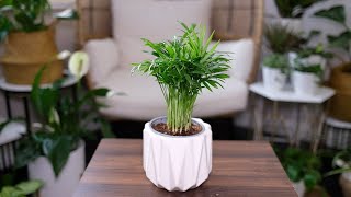 Neanthe Bella Palm Chamaedorea Elegans Care amp Growing Guide  Plant Mom Care [upl. by Van408]