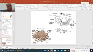 HISTOLOGY 3  GOLGI APP LYSOSOMES amp PEROXISOMES  BY D SAAD ELSHAFEY [upl. by Temhem]