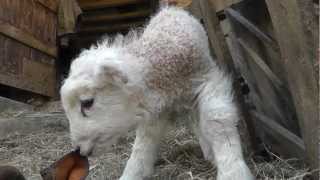 Cutest Newborn Baby Lamb Windout Farm Devon [upl. by Noivart]