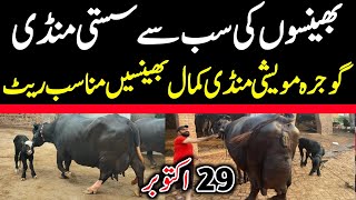 Today Gojra Maweshi Mandi  Buffalo Fresh Rates Update  Buffalo Mandi [upl. by Sandor543]