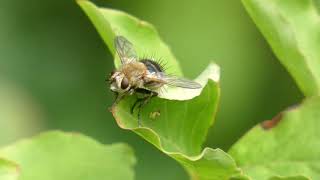 Tachinid Fly on Elliottia Leaf [upl. by Sirrom]