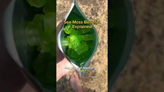 The Benefits of Sea Moss Explained [upl. by Ttereve757]