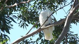 Sulfurcrested Cockatoo Hervey Bay Qld [upl. by Schaffel]