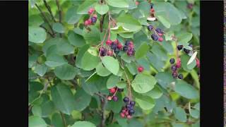 Better Than Blueberries  Juneberry Serviceberry or Saskatoons [upl. by Alodie729]