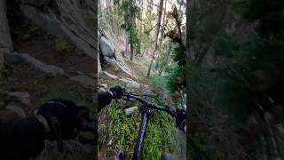 Free ride mountain biking at Taos Ski Valley New Mexico [upl. by Asiat]