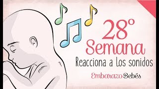 SEMANA 28 de Embarazo  7º Mes  Semana a semana [upl. by Abner191]