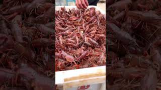 500kg of Live Crayfish feeding to Duck 👀 [upl. by Ayiram]