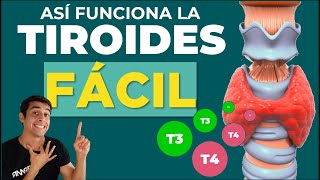 GLANDULA TIROIDES ✅ HORMONAS Y FUNCIONES Fácil [upl. by Harneen]