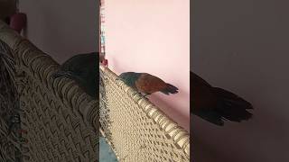 coucal bird mahok pakshi birds wildlife wildbirds wildanimals [upl. by Ttnerb]