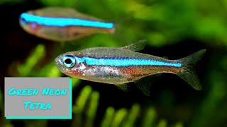 Green Neon Tetra  Profile and Care Guide [upl. by Slein]