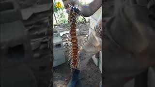 Escolopendra Gigante Encontrada en Venezuela 🇻🇪⚠️ 🚨 [upl. by Halima]