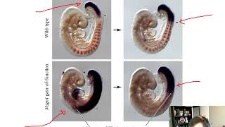 Paraxial Mesoderm Chapter 17 [upl. by Naut]