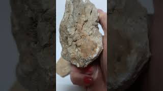 ROCA SEDIMENTARIAS CALIZAS FOSILERASROCA CON FOSILES youtubeshorts mineralesnaturales [upl. by Ybok440]