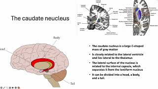 anatomy lect 3 corpus straiatum [upl. by Ahseirej]