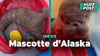 Un bébé morse abandonné est devenu la star de cet aquarium en Alaska [upl. by Pinkerton360]