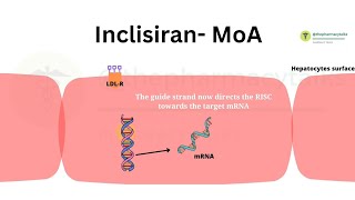 Inclisiran  MoA and Side effects  SiRNA therapy to treat Hypercholestrolemia  PCSK9 Inhibitor [upl. by Annahsed]