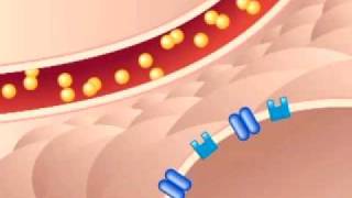 Diabetes During Pregnancy What is Gestational Diabetes [upl. by Tadeo218]