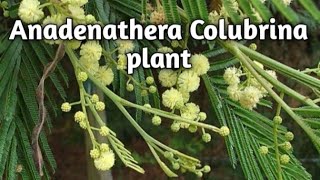 Anadenanthera Colubrina Onenonlypharmacy [upl. by Ardelle696]