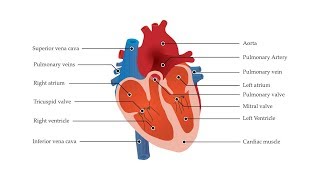 A Guide to Illustration Diagrams [upl. by Htebirol923]