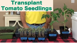 When to Transplant Tomato Seedlings [upl. by Kerianne]