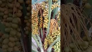 Sukkari khejor Top date variety of Saudi Arabia [upl. by Nonek879]