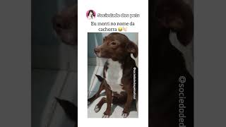 O nome dela 🐶🤣🤣 [upl. by Revlis]