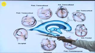 Microscopic and Endoscopic anatomy of the ventricles and their approaches [upl. by Beale634]