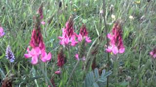 Sainfoin [upl. by Sikram]