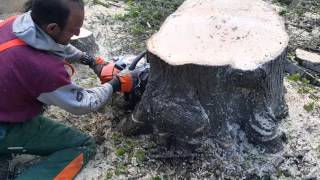 Tronçonnage dune souche avec une stihl ms 461 [upl. by Neeven]