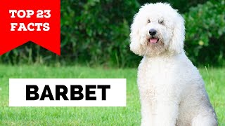 99 of Barbet Dog Owners Dont Know This [upl. by Campagna]