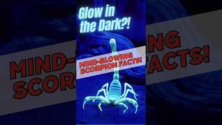 Glow in the Dark MindBlowing Scorpion Facts [upl. by Eciralc]