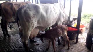 Ordeño mecánico vacas Gyr en el llano [upl. by Scuram583]