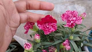 How to Grow Carnations  Start to End  Winter Flowering Annual Plant  Dianthus caryophyllus  MV [upl. by Adirehs]