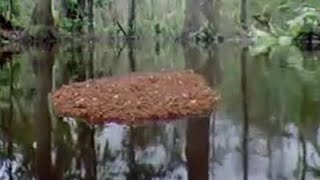 Ants Create a Lifeboat in the Amazon Jungle  BBC Studios [upl. by Berkley227]